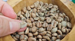 Giá cà phê hôm nay 22-6: Chính thức mất mốc 100.000 đồng/kg