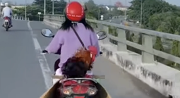 Dân mạng "phát sốt" với clip cô gái chở con gà trống phía sau yên xe máy