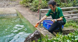 Xúc động chuyện hà mã lùn tại Thảo Cầm Viên Sài Gòn