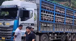 Xe tải chở 14 tấn heo bị dịch tả châu Phi đi tiêu thụ