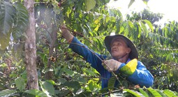 Chìa khóa phát triển bền vững ngành cà phê