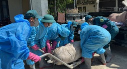 Dịch tả heo châu Phi bùng phát ở Quảng Ngãi