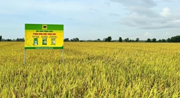 Giải mã cặp đôi “Bio và Canxi” – chìa khóa cho canh tác lúa bền vững ở ĐBSCL