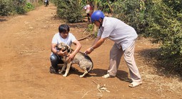 Bé trai tử vong sau 3 lần bị chó cắn nhưng không tiêm phòng