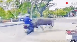 VIDEO: Trâu "điên" truy sát người phụ nữ đi xe máy trên đường