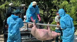Không để dịch tả heo châu Phi bùng phát!