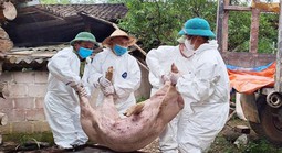 Dịch tả heo châu Phi có lây sang người?
