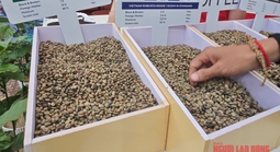 Giá cà phê hôm nay 16-7: Đảo chiều vội vàng do đâu?