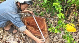 Vụ cưa bán cây tại trụ sở trước sáp nhập: Nhiều cây nằm ngoài báo cáo