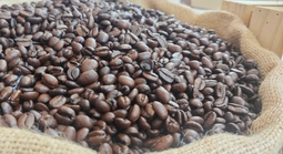 Giá cà phê hôm nay (3-7): Robusta giảm, xuất khẩu sang Mỹ tăng vọt trước giờ G
