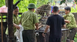 Lực lượng kiểm lâm vây bắt con khỉ tấn công bé gái 10 tuổi
