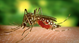 Bệnh Chikungunya bùng phát ở nhiều nước, TP HCM  từng có ca bệnh