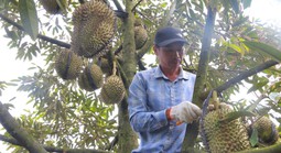 Phập phồng mùa thu hoạch sầu riêng