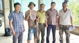 Trăn quý bò vào vườn nhà dân, cả làng kéo hiếu kỳ rủ nhau đến xem