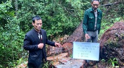 68 thông cổ thụ ở Lâm Đồng bị cưa hạ
