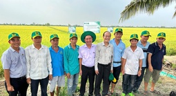 Hiệu quả từ phân bón Đầu Trâu Bio-Canxi lan rộng trên đồng lúa Đồng bằng Sông Cửu Long