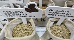 Giá cà phê hôm nay 7-8: Cà phê trong nước vững bước trên 100.000 đồng/kg