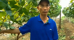 Vườn nho hữu cơ hút khách bên sông Lại Giang