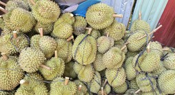 Sầu riêng sượng nước rớt giá mạnh, khắc phục được không?