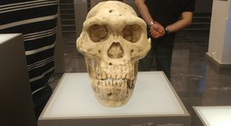 Hai loài người chưa từng biết đã đến lục địa Á - Âu cùng tổ tiên chúng ta