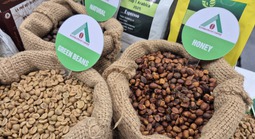 Giá cà phê hôm nay 1-1: Cao nhất 10 ngày qua