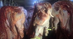 Giá heo hơi hôm nay, 1-1-2026: Diễn biến mới trong ngày đầu năm