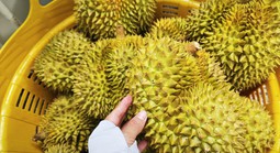 Dự báo xuất khẩu sầu riêng sang Trung Quốc 2026, liệu có vượt qua Thái Lan?