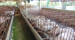 Giá heo hơi hôm nay, 11-1: Tăng từng ngày