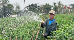 Người trồng hoa Tết xứ Huế: "Trời vẫn thương chúng tôi"