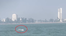 VIDEO: Đàn cá heo trắng "nhảy múa" ở biển Sầm Sơn