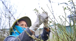 Cả làng rủ nhau ra đồng tuốt lá đào phai, chờ bung nở ngày Tết