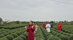 Hoa Tết “bùng nổ” trên TikTok Shop