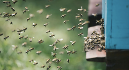 Người phụ nữ bị đàn ong đốt nguy kịch dù nhảy xuống sông