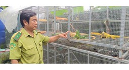 Nuôi "rồng" ở TPHCM: Thú chơi đắt đỏ vi phạm pháp luật