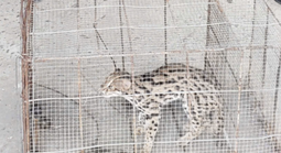 Cần Thơ: Đặt bẫy do mất gà vịt nhưng bắt được loài mèo quý hiếm