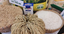 Gạo Lộc Trời bổ nhiệm tổng giám đốc mới