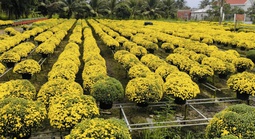 Vĩnh Long "giải cứu" hàng ngàn chậu cúc mâm xôi nở sớm cho nhà vườn