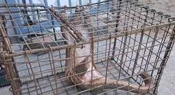 Người đàn ông ở Đà Nẵng giao nộp con vật quý nặng 7 kg