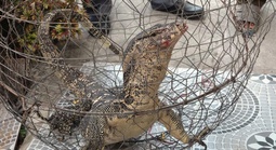 Phát hiện kỳ đà hoa "đi lạc" trong vườn, người dân liền báo công an