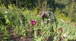 Phát hiện 12.270 m2 diện tích trồng cây thuốc phiện