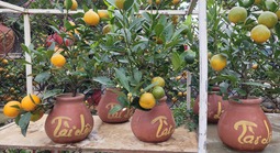 Quất bonsai mini giá vài trăm ngàn đồng mỗi bình