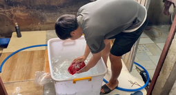 CLIP: Các "phù thuỷ" ở TPHCM hô biến thịt heo thành thịt nhím, nai, đà điểu