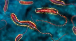 Phát hiện một chất tự nhiên có thể làm teo khối u ung thư