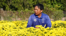 Nông dân Sa Đéc buồn bã vì cúc mâm xôi bung nở bất thường trước Tết