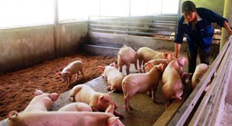 Chủ tịch UBND tỉnh Cà Mau có chỉ đạo "nóng" liên quan thực phẩm dịp Tết