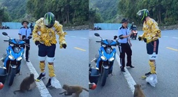 Xôn xao mạng xã hội: Du khách nước ngoài quấn chuối quanh người để “hút” khỉ ở Sơn Trà