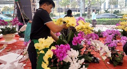 VIDEO: Lan hồ điệp tiền triệu tràn xuống vỉa hè Hà Nội