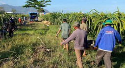 Người đàn ông tử vong trong vườn thanh long ở Lâm Đồng