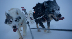 Điểm nóng xung đột ngày 26-1: Lực lượng tinh nhuệ bậc nhất Đan Mạch tại Greenland