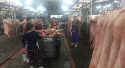 Giá heo hơi hôm nay, 26-1: Giá heo ở chợ đầu mối tiếp tục tăng